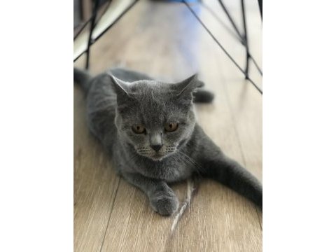 Bakımlı british shorthair shorthair