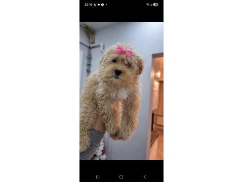 Toy poodle aprikot yavrum