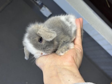 Veteriner hekimden hollanda lop mini lop ve cüce tavsan