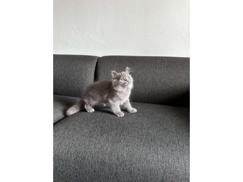 Gri british shorthair pofuduk yavrumuz yeni ailesini arıyor