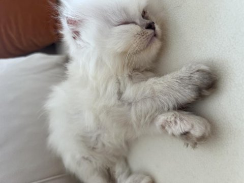 Bluepoint dişi chinchilla kedimiz