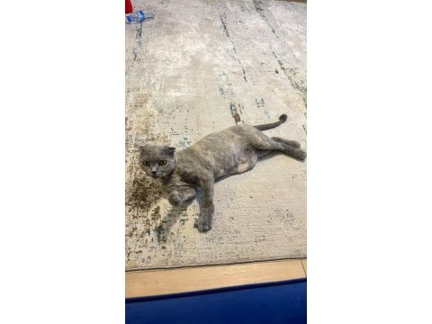 Scottish fold kedimiz ücretsiz sahiplendirilecek