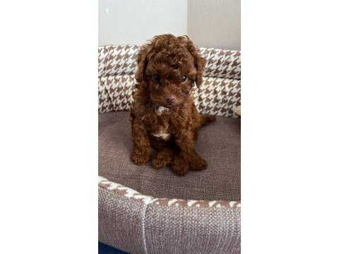 Orjinal toy poodle