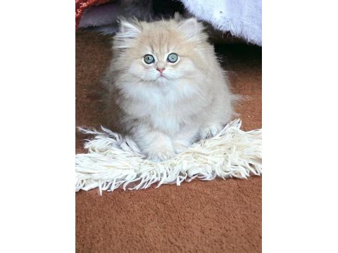 Safkan british longhair yavru kediler