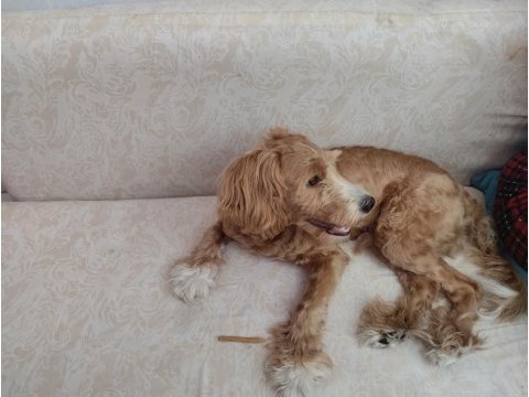 Sekiz aylık erkek maltipoo