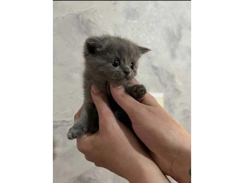 British shorthair scottish fold yavruları