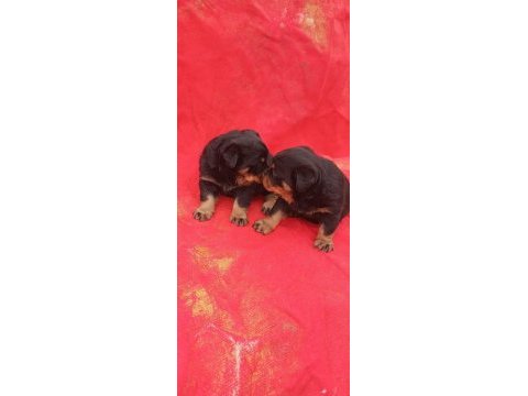 Koca kafa rottweiler yavrular 2 erkek ve 1 dişi