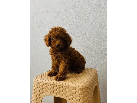 Toy poodle yavruları orijinal
