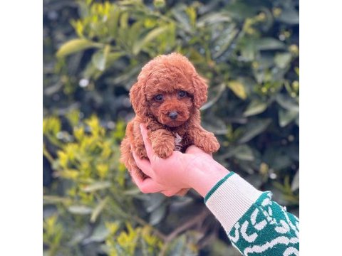 2.5 aylık erkek toy poodle tarçınlı kurabiyemiz