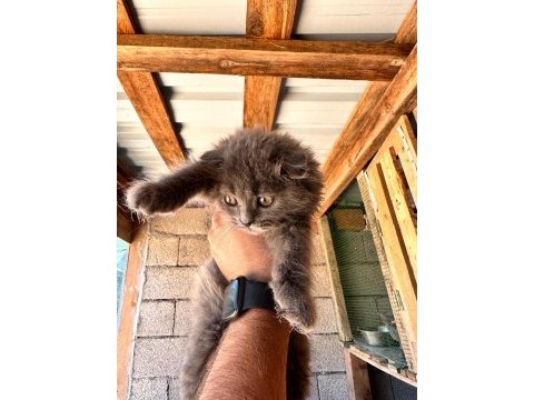 Uyguna mükemmel scottish fold bebekler | sahibinden