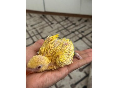 El besleme son bebek pakistan papağanı