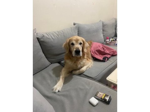 Golden retriever oğlumuza yuva arıyoruz