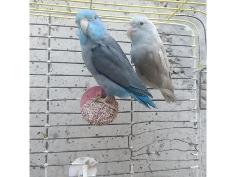 12 aylık çift forpus papağanı