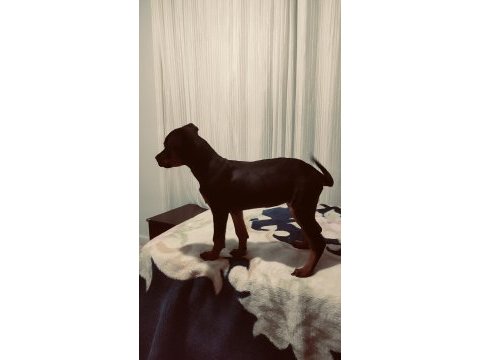 3,5 aylık dişi rottweiler aşıları tam