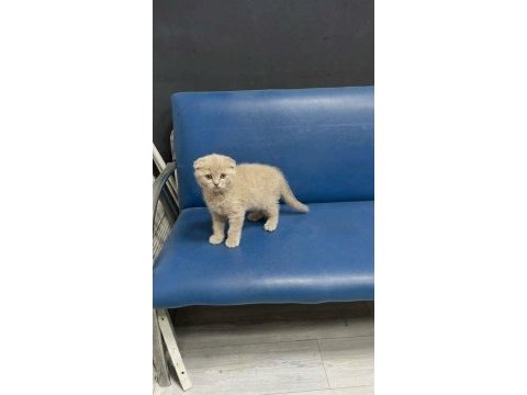 Wc eğitimli uysal scottish fold bebekler