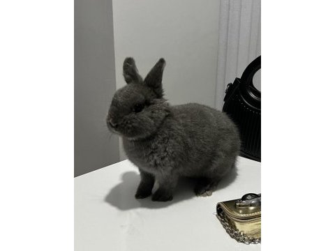 Hollanda lop tavşanı