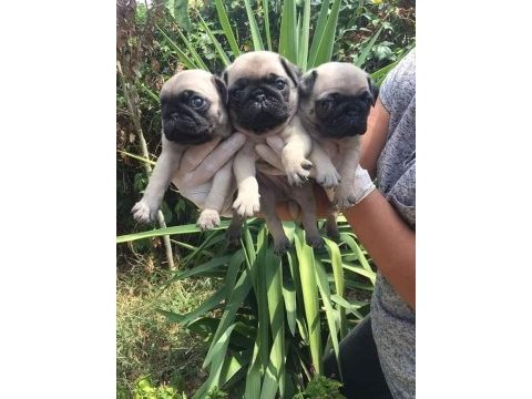 Orjinal mini pug