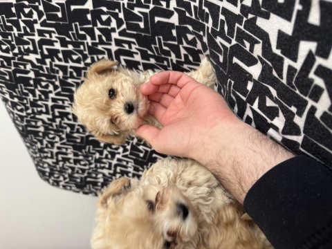 Kg garantili kore maltipoo bebeklerimiz