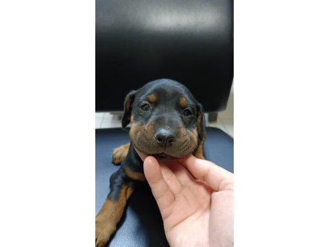 Doberman bebekler