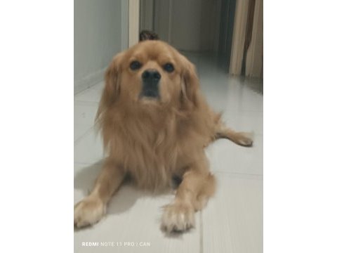Golden retriever iyi niyetli birine sahiplensin