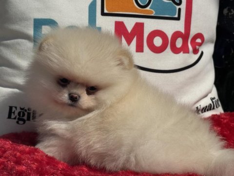 Petmode köpek çiftliğinde ziyarete açık pomeranian