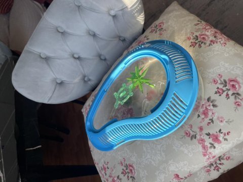 Evini sırtında getirecek