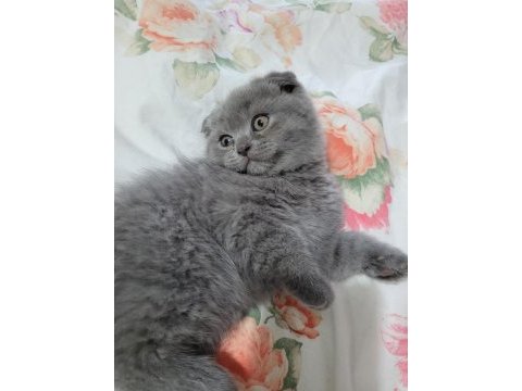 Scottish fold 2 aylık erkek