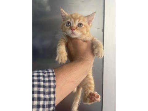 Erkek british shorthair yavru