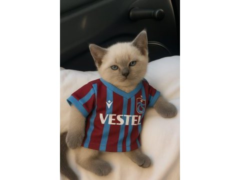 Blue point dişi 2 aylık british shorthair