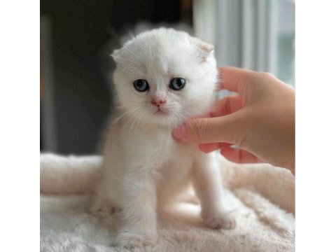 Top kafa pamuk minnoş scottish fold