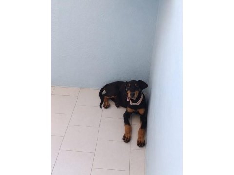 Ebeveyn fotoğraflı showclass doberman yavrumuz