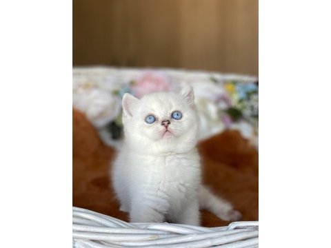 A+ show kalite british shorthair ns11 yavrumuz