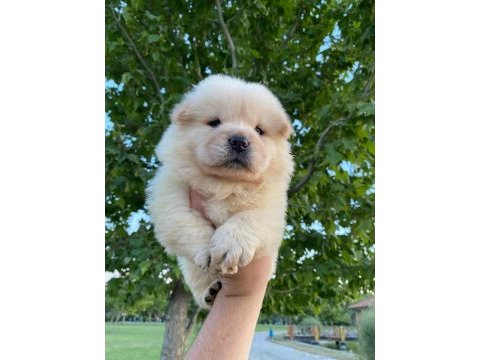 Ayı surat chow chow yavrularım