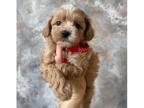 Evinizin yeni mimik üyesi maltipoo yavrularımız mevcut