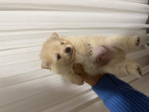 Pomeranian boo erkek yavrularımız 1.5 aylık