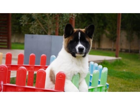 %100 akita  ınu yavruları  üst kalite