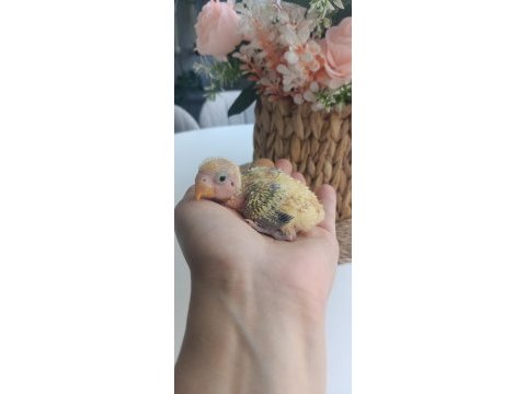 Sevda papağanı tek yavru