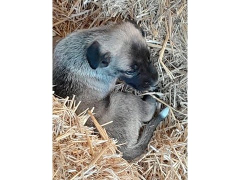 1 aylık orjinal kangal köpeklerimiz yeni yuva arıyor