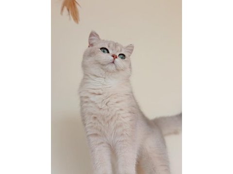 Şecereli golden erkek british shorthair kedime eş arıyorum