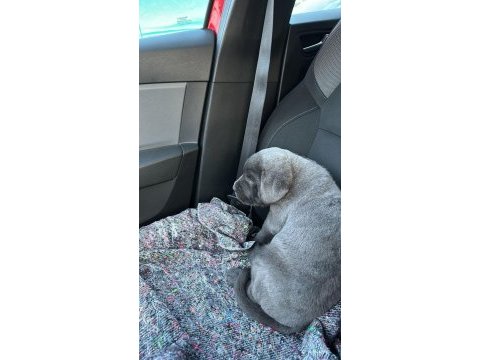 Cane corso yavrumuz