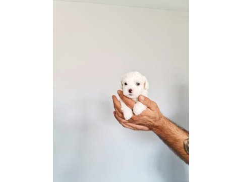 Minik yavrular maltese terrier