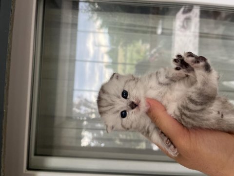 40 günlük safkan scottish fold uysal ve sevecen yavrumuz