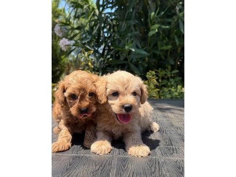 Sevgıyle buyuyen maltipoo yavrularımız