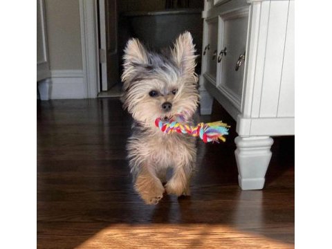 Çok sosyal birbirinden sevecen yorkshire terrier yavrular