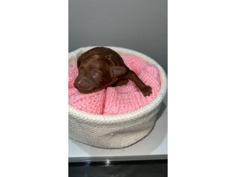 Kore red brown poodle dişi erkek rezerve için hazır bebekler