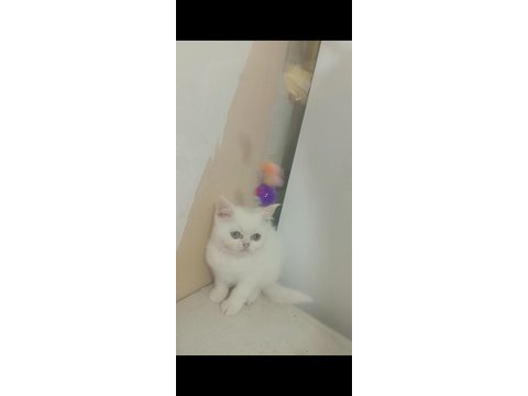 Mutluluk british shorthair dağıtıyoruz