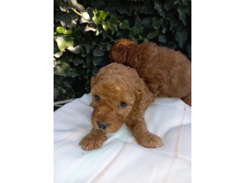 En tatlı poodle cinsi yavrularımız