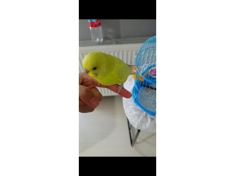 Yavru muhabbet kuşu