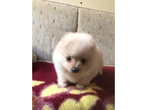 Orjinal kendi dişi yavrumuz pomeranian