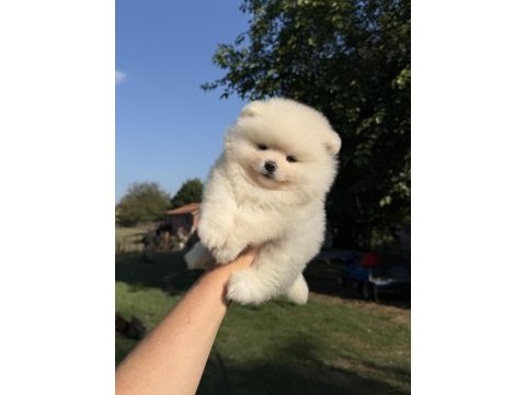 Kartopu gibi ayıcık pomeranian boo